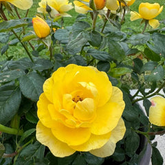 Yellow Juice Rose – Vibrant Miniature Floribunda Blooms