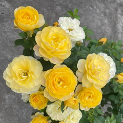 Yellow Juice Rose – Vibrant Miniature Floribunda Blooms