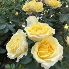 Yellow Juice Rose – Vibrant Miniature Floribunda Blooms