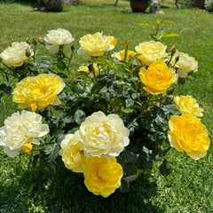 Yellow Juice Rose – Vibrant Miniature Floribunda Blooms