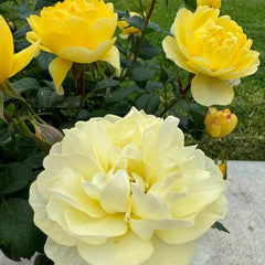 Yellow Juice Rose – Vibrant Miniature Floribunda Blooms