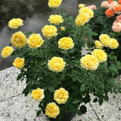 Yellow Juice Rose – Vibrant Miniature Floribunda Blooms