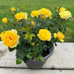 Yellow Juice Rose – Vibrant Miniature Floribunda Blooms