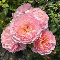 Yingyingfen Rose