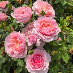 Yingyingfen Rose