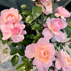 Yingyingfen Rose