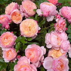 Yingyingfen Rose