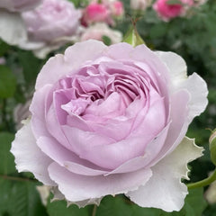 Yinyinqing Rose Plant