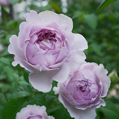 Yinyinqing Rose Plant