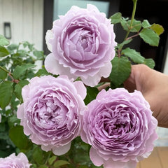 Yinyinqing Rose Plant