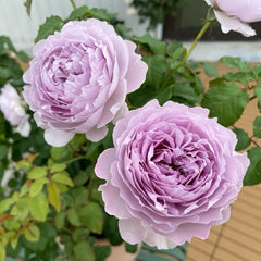 Yinyinqing Rose Plant