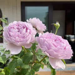 Yinyinqing Rose Plant