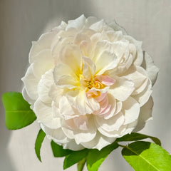 Youqing Rose Plant