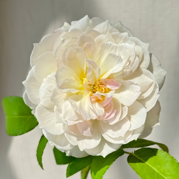 Youqing Rose Plant|有晴 – Rose_Explosion