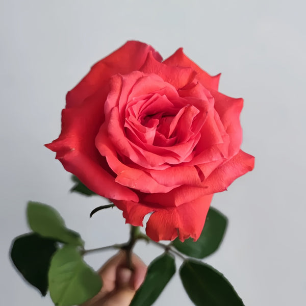Yu Haitang Rose Plan