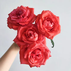 Yu Haitang Rose Plan