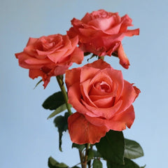 Yu Haitang Rose Plan