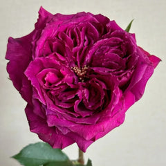 Yu Ji Rose Plant