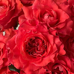 Yuhaitang Rose