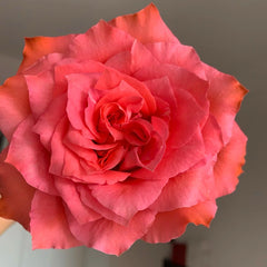 Yuhaitang Rose