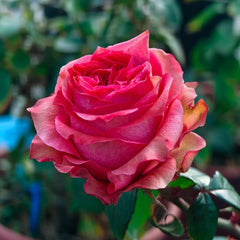 Yuhaitang Rose