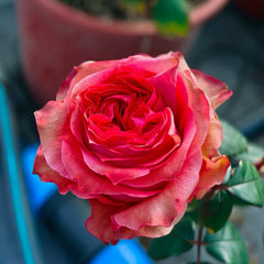 Yuhaitang Rose