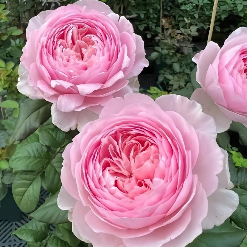 Yuhuanming  Rose Plant|玉环鸣