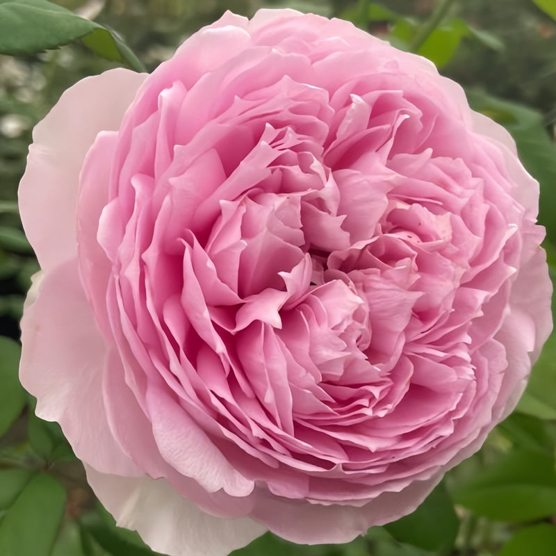 Yuhuanming  Rose Plant