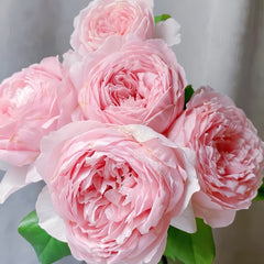 Yuhuanming  Rose Plant