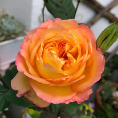 Yuhui Rose Plant