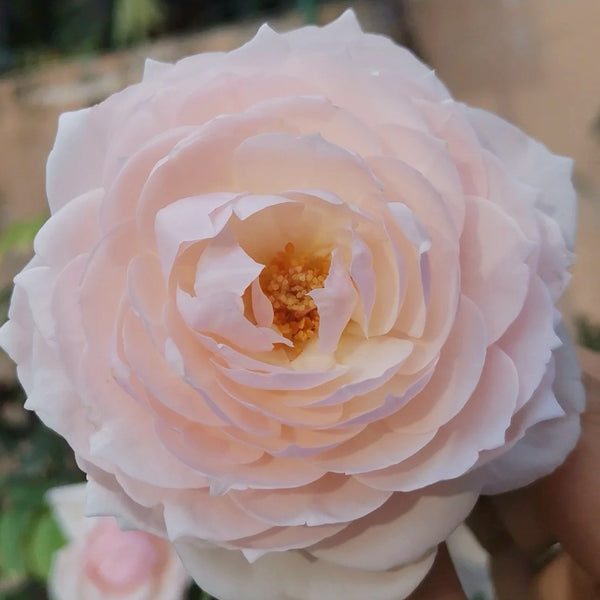 Yuka Cup Rose
