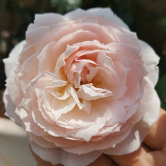 Yuka Cup Rose