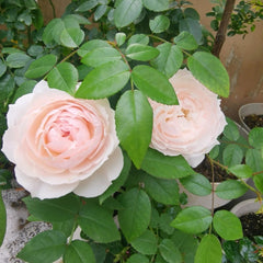 Yuka Cup Rose