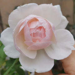 Yuka Cup Rose