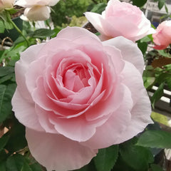 Yuka Cup Rose