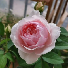 Yuka Cup Rose