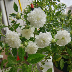 Yukihime Rose Plant