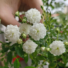 Yukihime Rose Plant