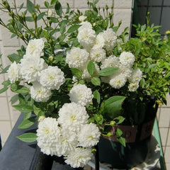 Yukihime Rose Plant