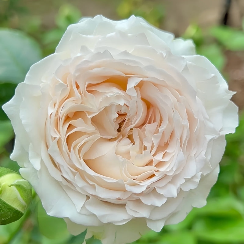 Close-up of a white rose with a soft focus green background