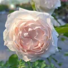 Close-up of a light pink rose with green leaves.