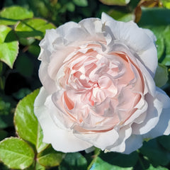 YukiwatariRose
