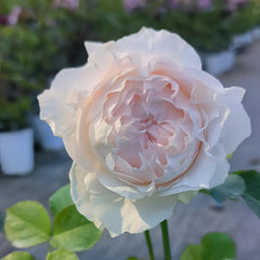 YukiwatariRose
