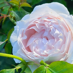 Rei No Kaze Rose09