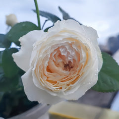 Rei No Kaze Rose09
