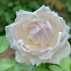 YukiwatariRose