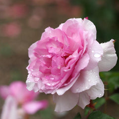 Yumeka Rose Plant