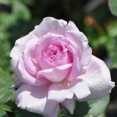 Yumeka Rose Plant