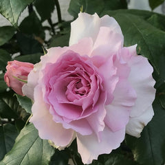 Yumeka Rose Plant