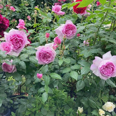 Yumeka Rose Plant